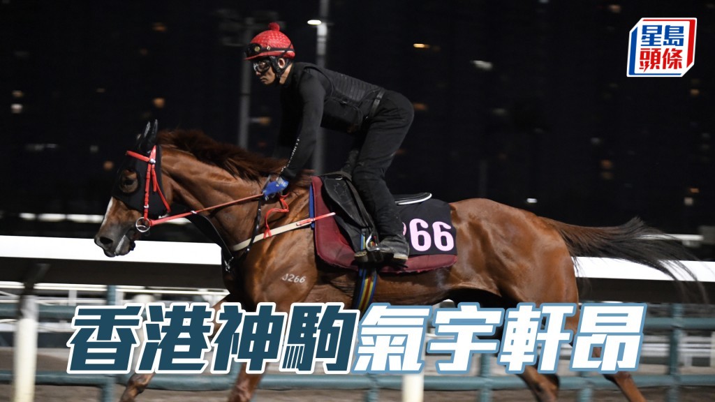 「香港神駒」神色活躍,狀態不斷進步。