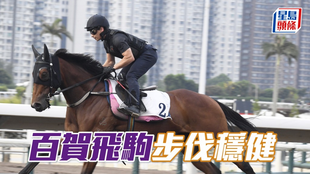「百賀飛駒」雙目炯炯有神，充滿朝氣全面回勇。