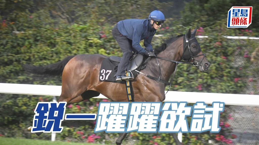 「锐一」火气旺盛神态生猛，勇态保持有余。