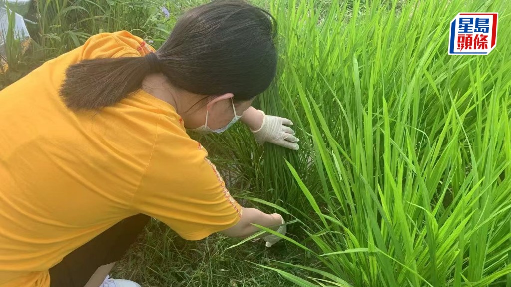 中文大學與法國國家永續發展研究所聯手破解百年謎團，發現常見於大豆、豌豆的固氮細菌盟友，早在入駐植物根部之前，已獨自掌握「煉肥」的能力。中大提供