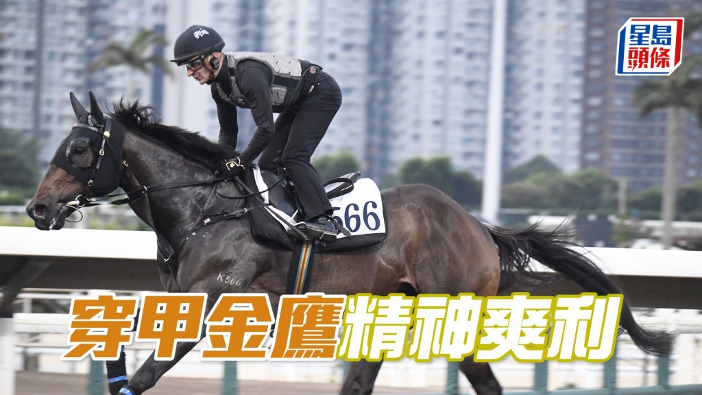 「穿甲金鷹」步幅開得好闊又夠輕巧，雙目炯炯有神。