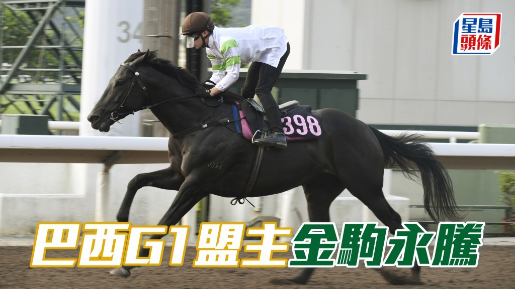 巴西G1盟主「金駒永騰」在港初出跑第五名,表現不錯,周三晚將增程出擊。