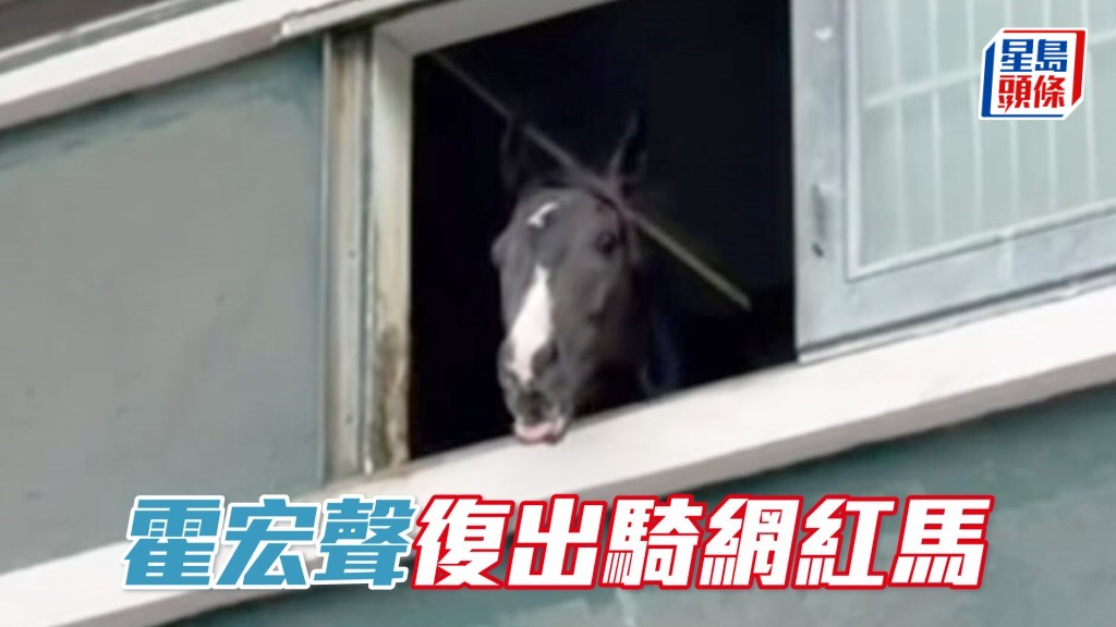 Threads网红马「幸运风彩」。（相片来源： 香港马会）