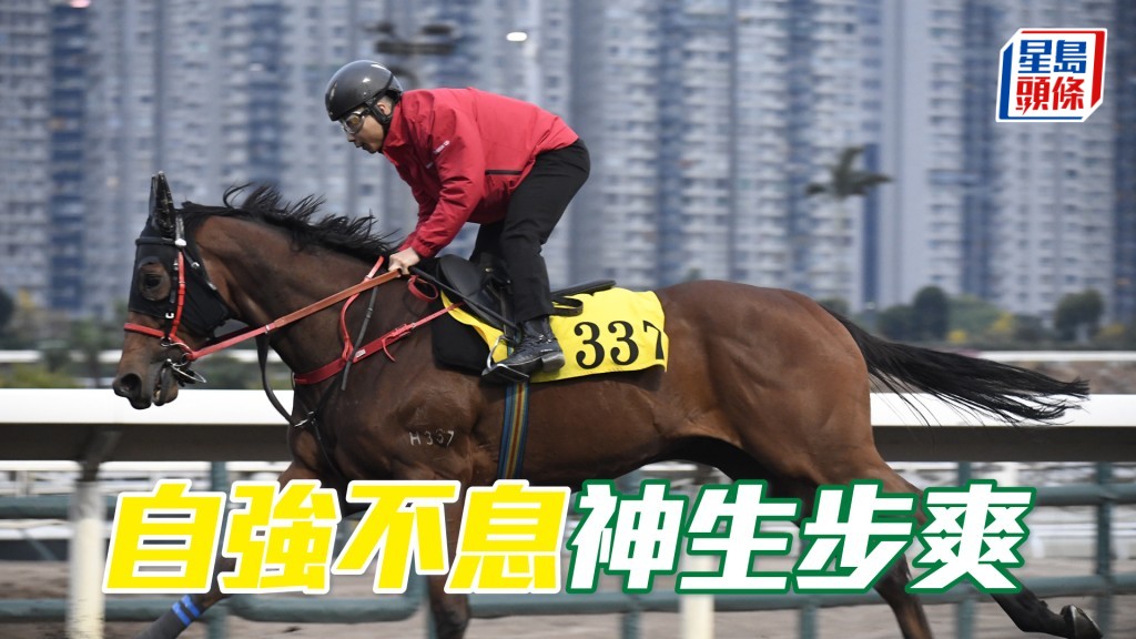 「自強不息」目光銳利充滿朝氣，打仔馬持續態勇。