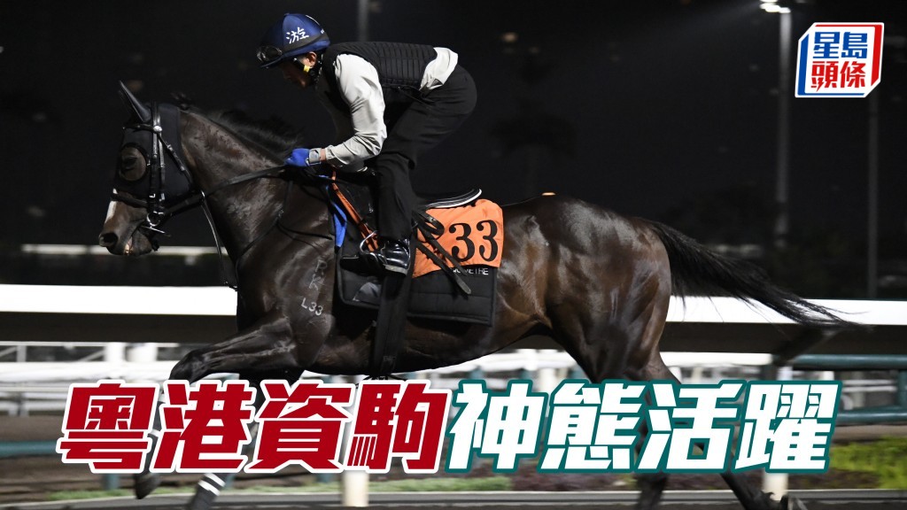 「粵港資駒」戴頭罩由助手跳兩段，用暗力拉實，身壯色潤神態活躍，勇況保持有餘。