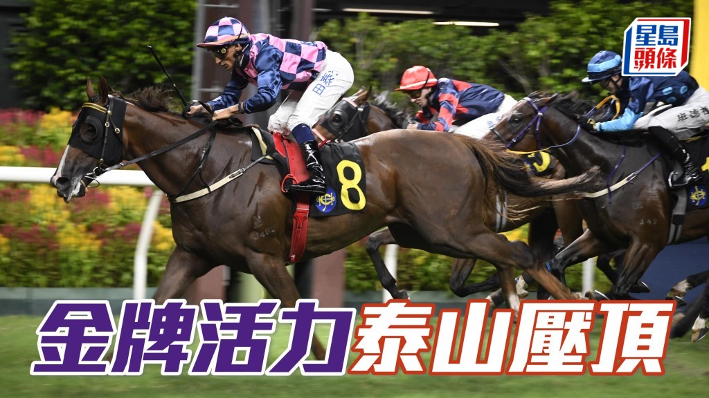 第八場「金牌活力」(圖) 今場排五檔可重新以主動跑法迎戰，有望再添頭馬。