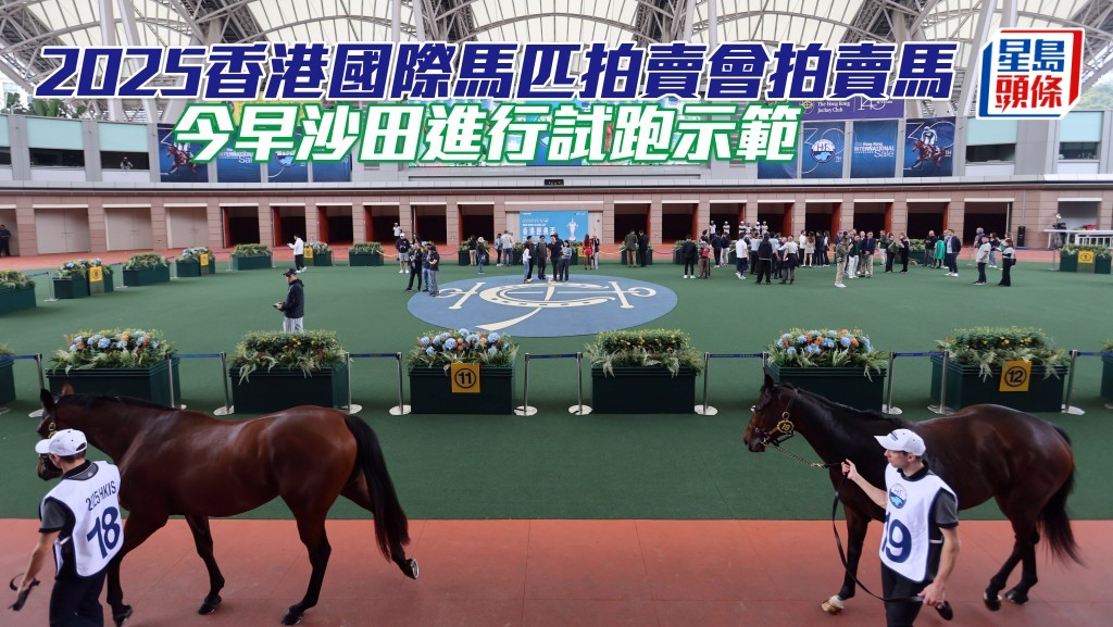 2025香港國際馬匹拍賣會拍賣馬匹今早沙田進行試跑示範。