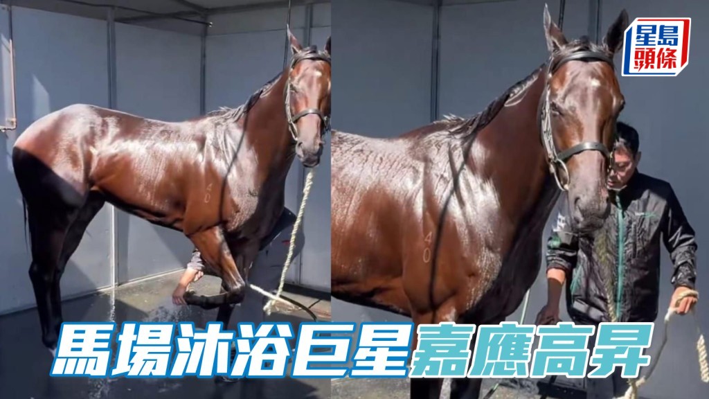 「嘉應高昇」十分享受冲涼過程，樣子可愛兼魅力十足呢！ 短片截圖來源：香港馬會官方ig