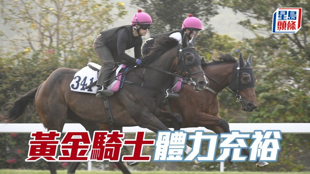 「黃金騎士」走勢硬朗步挺開揚，長期呈勇。