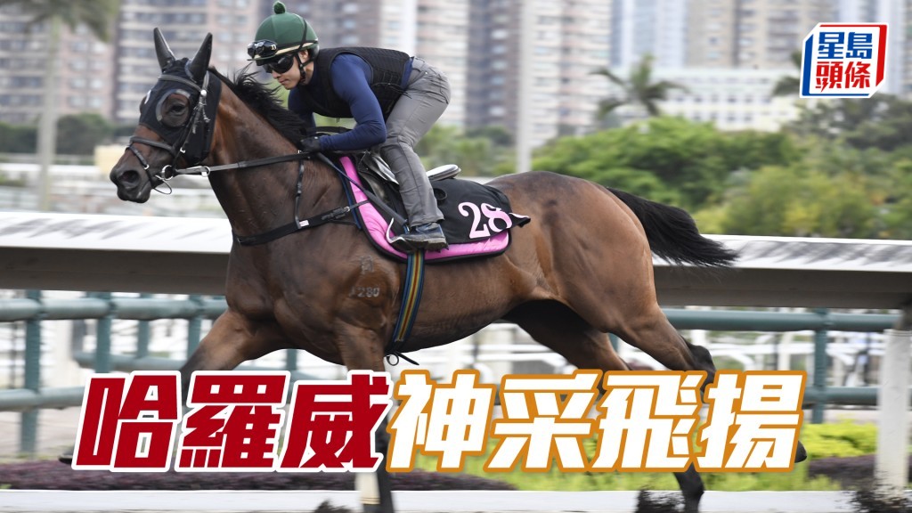 「哈羅威」馬身依舊好靚，神采飛揚，狀態正值勇境。