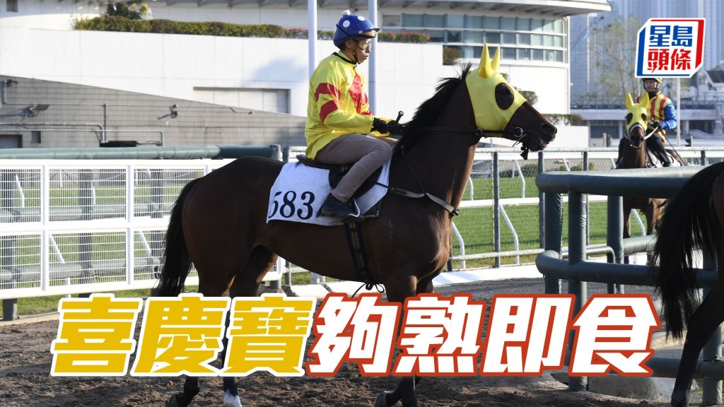 「喜慶寶」(圖) 今仗排十四檔起步，但論潛質及適應速度，隨時殺低對手。