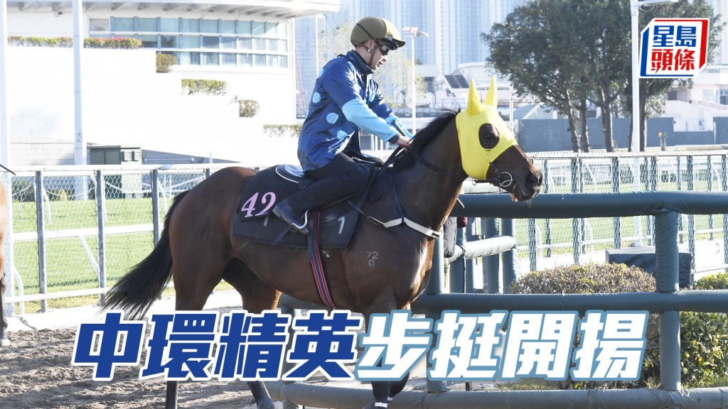  「中環精英」身壯健毛色有光澤，神態回旺重新振作。