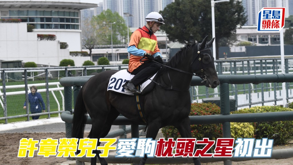 許思偉的新力軍「枕頭之星」周日將在港初出。