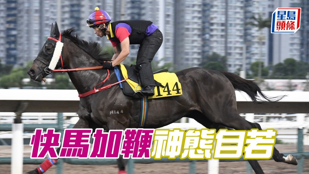 「快馬加鞭」身靚力度充足，馬身實淨展現線條美。
