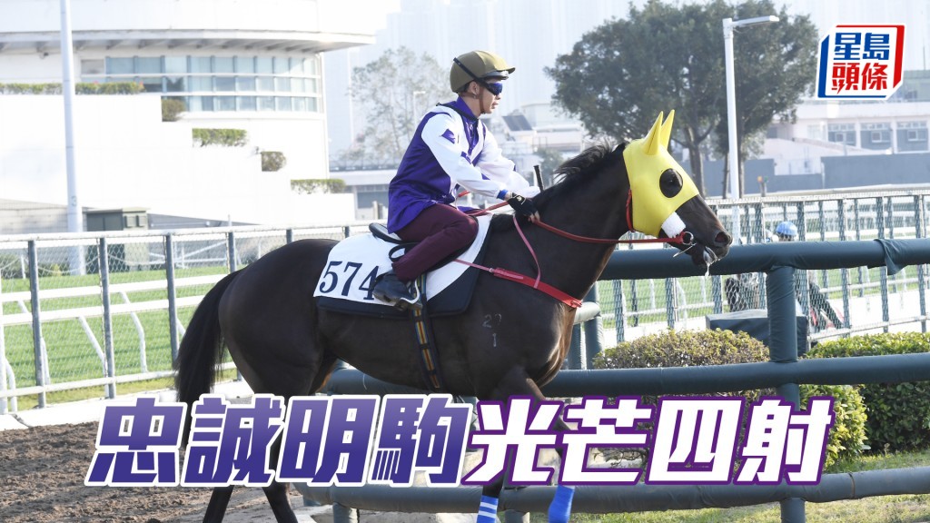 「忠誠明駒」神情專注毛色立立令。