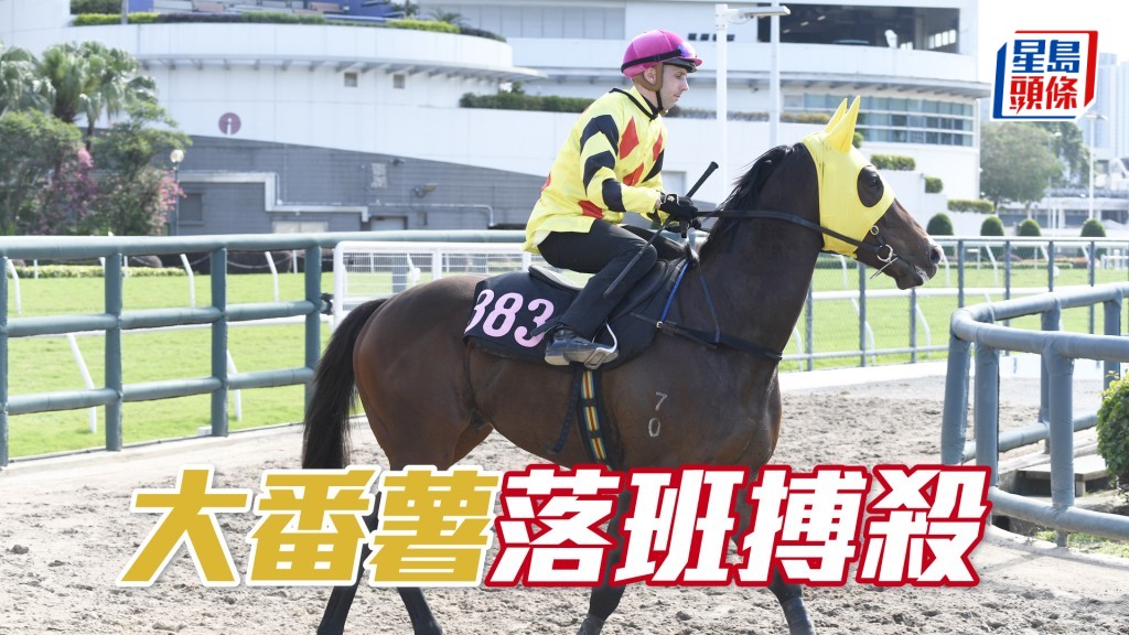 「大番薯」廖康銘搵來愛將霍宏聲操刀，一定出擊。