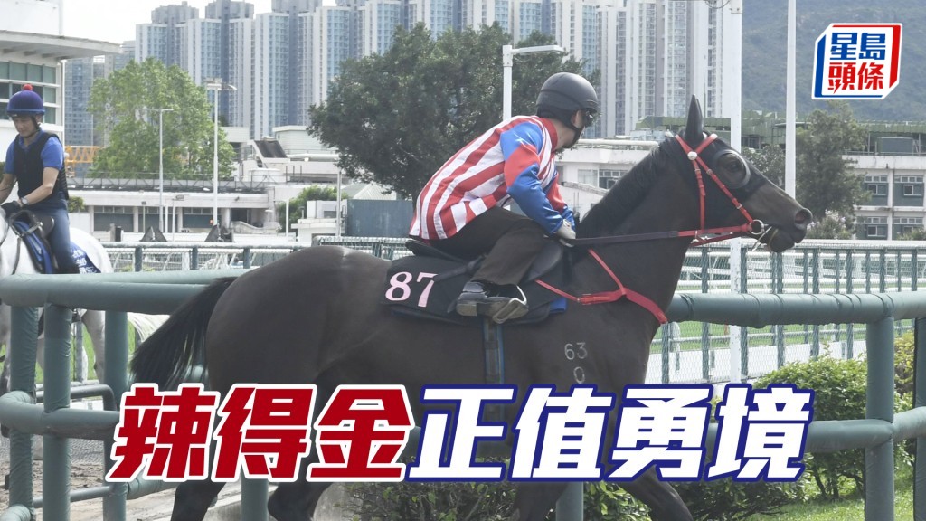 「辣得金」马身壮全身肌肉，步挺顺畅力度充沛。
