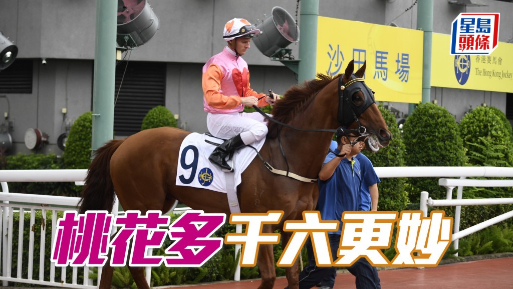「桃花多」上仗大半條直路塞車,今次潘頓再作馮婦必拼盡。