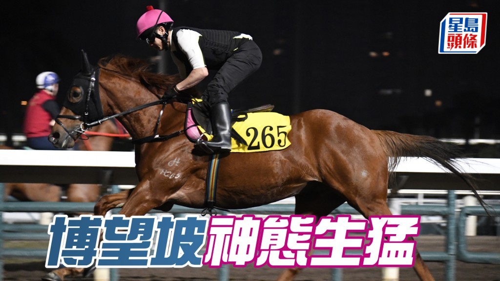 「博望坡」試來神態生猛，火旺力足，狀態大勇。