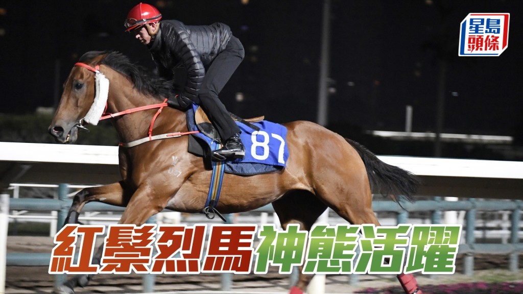 「紅鬃烈馬」毛色油潤有光澤，神態活躍，狀態不遜勝時。