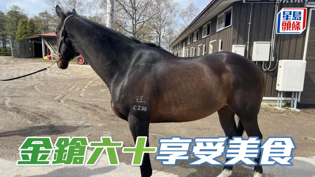 「金鎗六十」目前在日本北海道北方牧場享受退休生活。