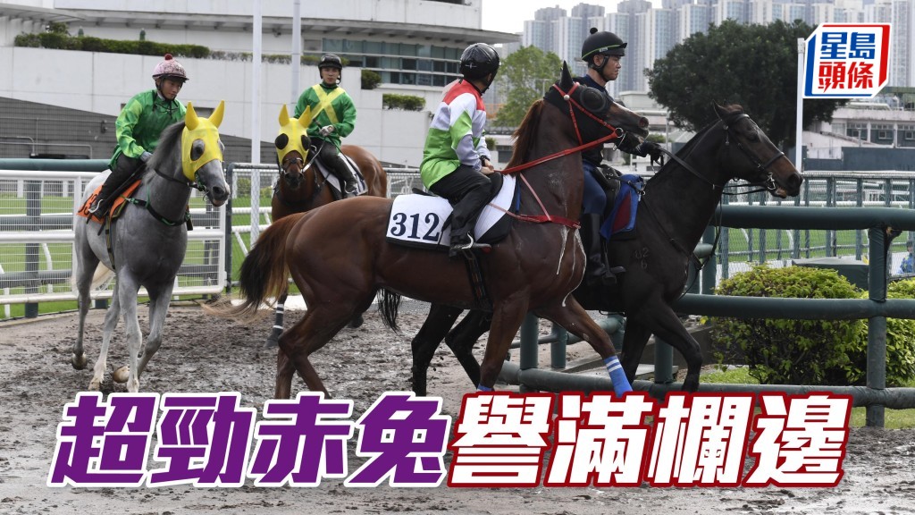「超勁赤兔」(圖) 助手踱一圈，情緒安穩好專注，走規亦改善無頭岳岳，走勢譽滿欄邊。