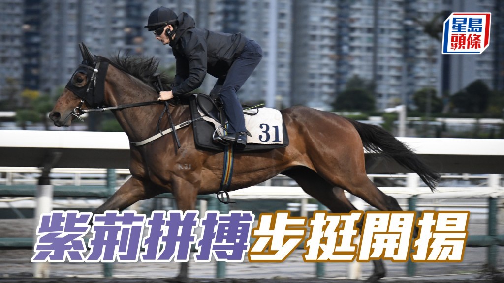 「紫荊拼搏」助手踱兩圈，快慢由人試得乖巧，走勢硬朗步挺開揚，馬身結實神態對辦，饒惹好感。