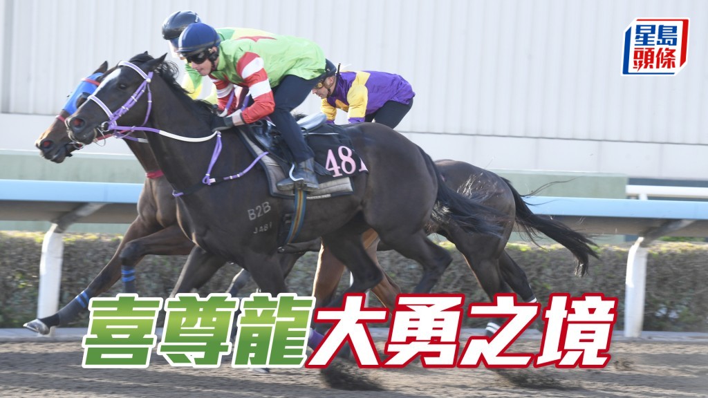 「喜尊龍」比起之前更淡定，當銳馬正處大熟大勇。