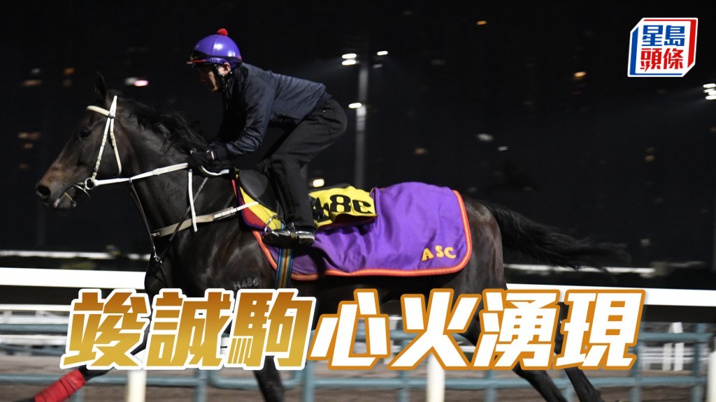 「竣誠駒」雙目炯炯有神，狀態對辦不遜贏馬時。