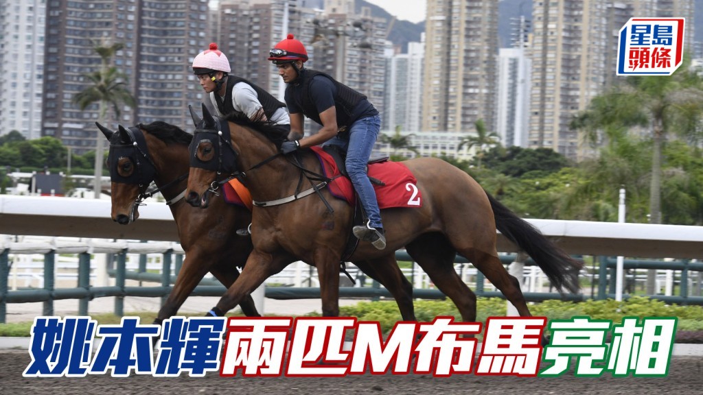 姚本輝兩匹M布馬M001及M002出大圈操練