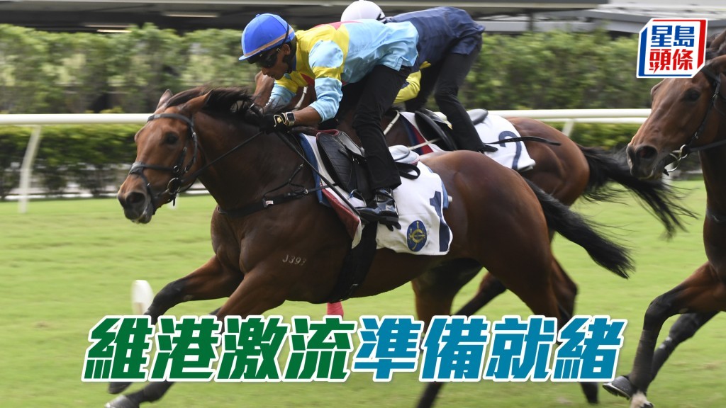 「維港激流」經過暑期休養生息，進一步適應香港環境，不但毛色更勝上季，身形更見結實，情緒更勝上季。