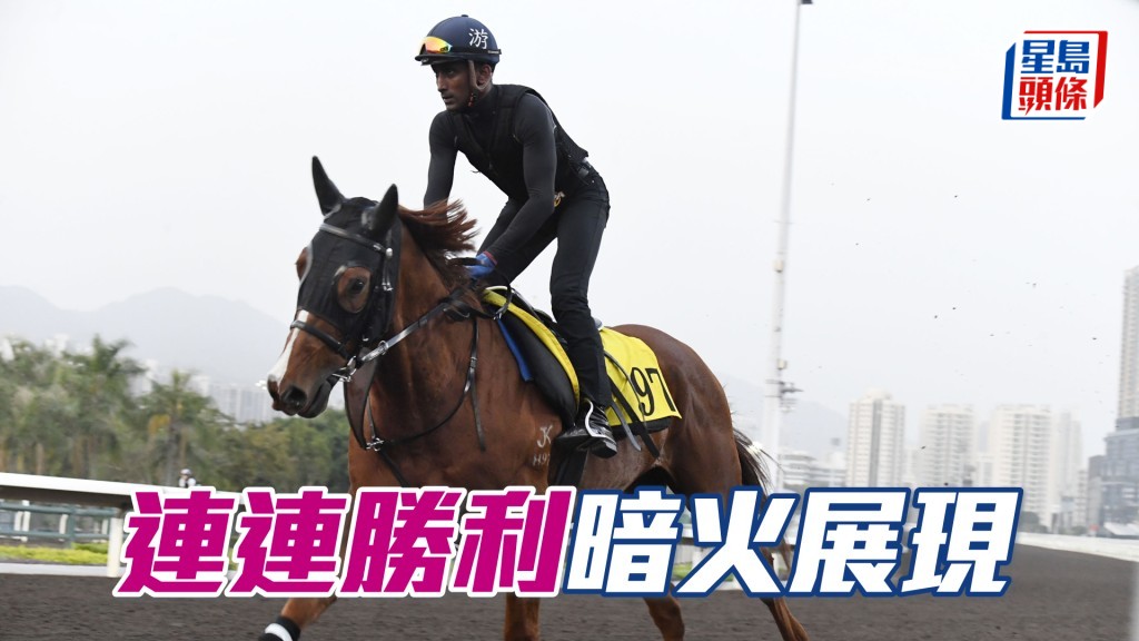 「連連勝利」步順輕巧神態暢旺，一直見好朝氣勃勃。