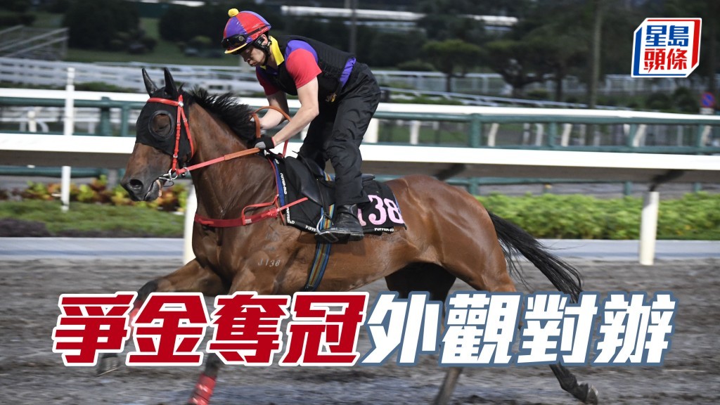  「爭金奪冠」戴頭罩由助手跳兩段，外觀對辦，細馬身壯色潤，步穩力度不弱。