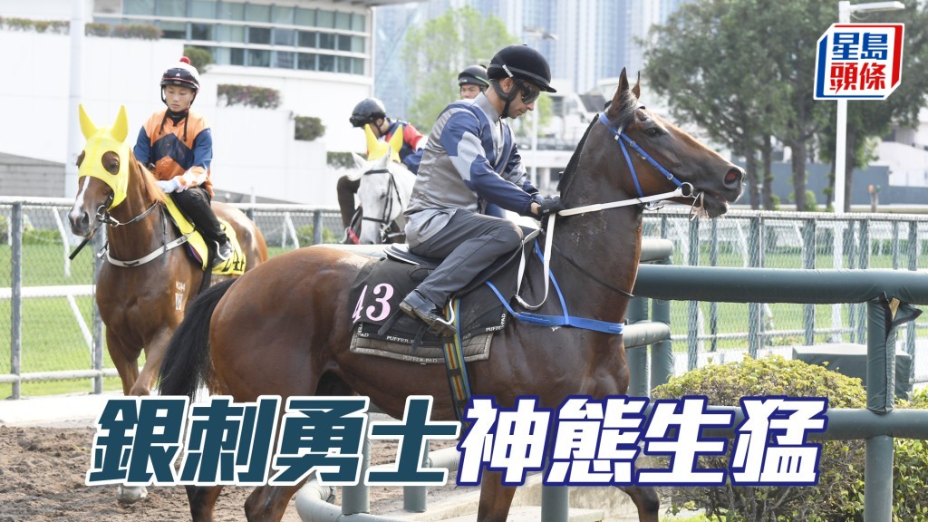 「银刺勇士」毛色亮丽目光锐利，今季最吸引一次。