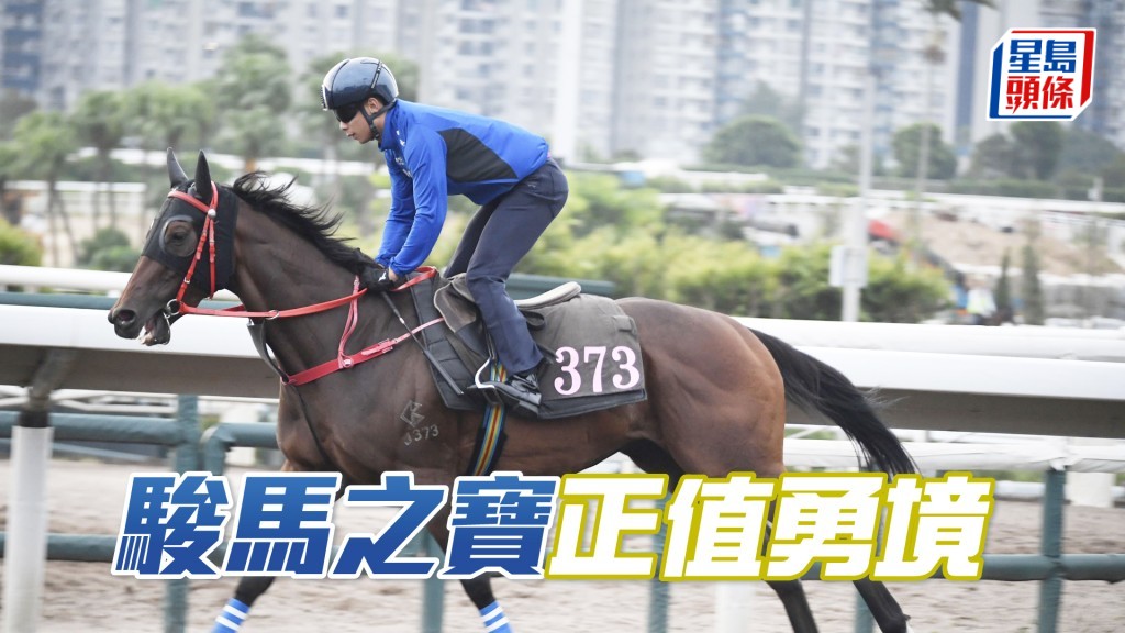 「骏马之宝」劲度极之充裕，身壮毛色靓。