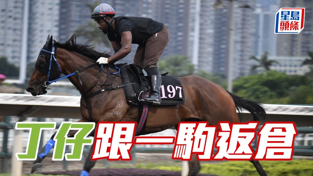 今朝「大浪圖田」(圖) 試跑後,丁仔立即走去機坪接馬,之後更護送馬匹返馬房,錫到佢燶。