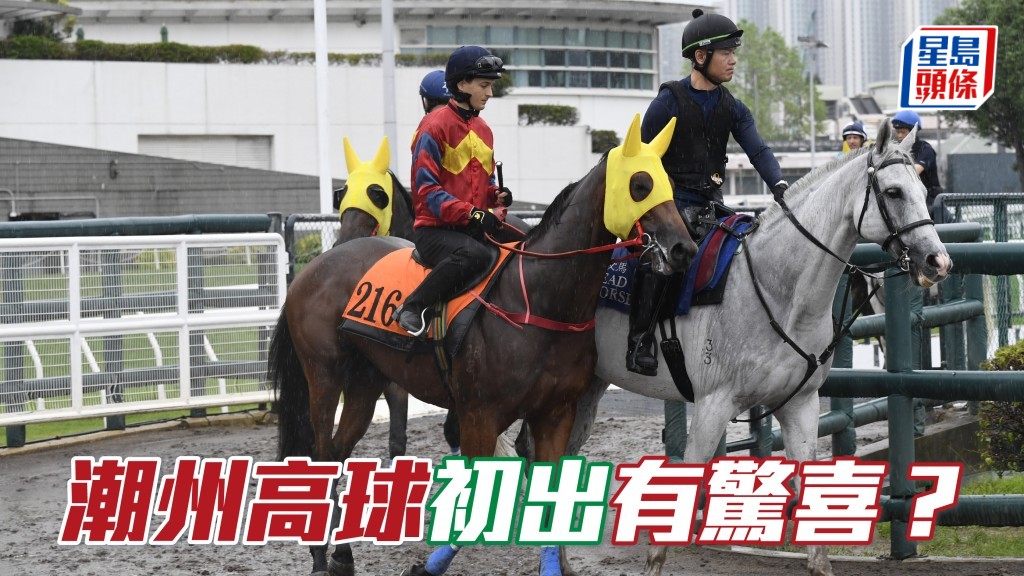 独家猛料│黄士心两匹「高球」系马出击，其中「潮州高球」(图) 初出会有惊喜吗？