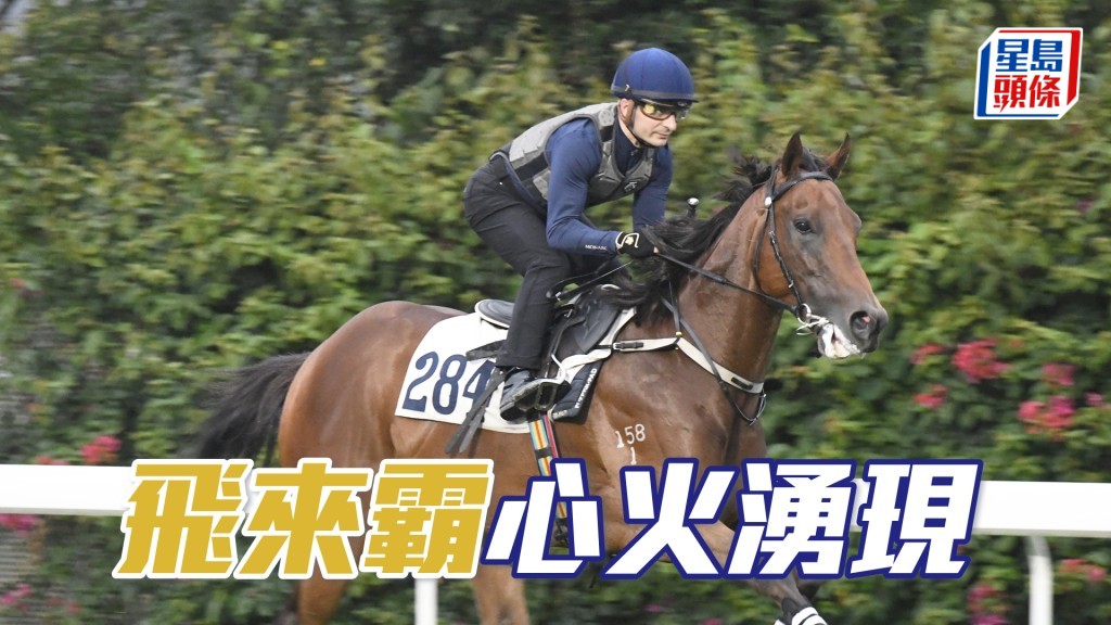 「飛來霸」雙目炯炯有神，觀感不遜贏馬時候。