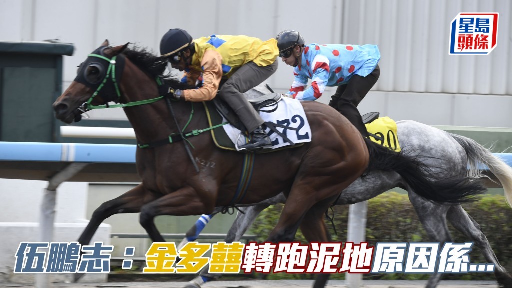伍鵬志表示「金多囍」(圖) 過往在泥地閘試得好，因此決定轉爭泥地。