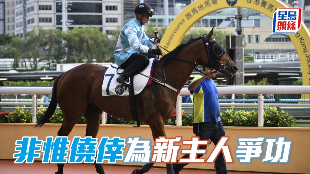 「非惟僥倖」周日將是姜炳輝中標後初出,續由姚本輝訓練,且看馬兒能否為新主人建功。