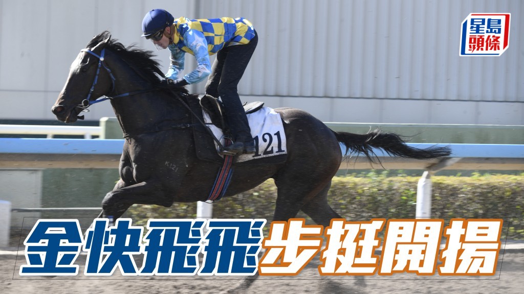 「金快飛飛」助手踱兩圈，快慢由人試得乖巧，走勢硬朗步挺開揚，馬身結實現線條，有進步觀感好。