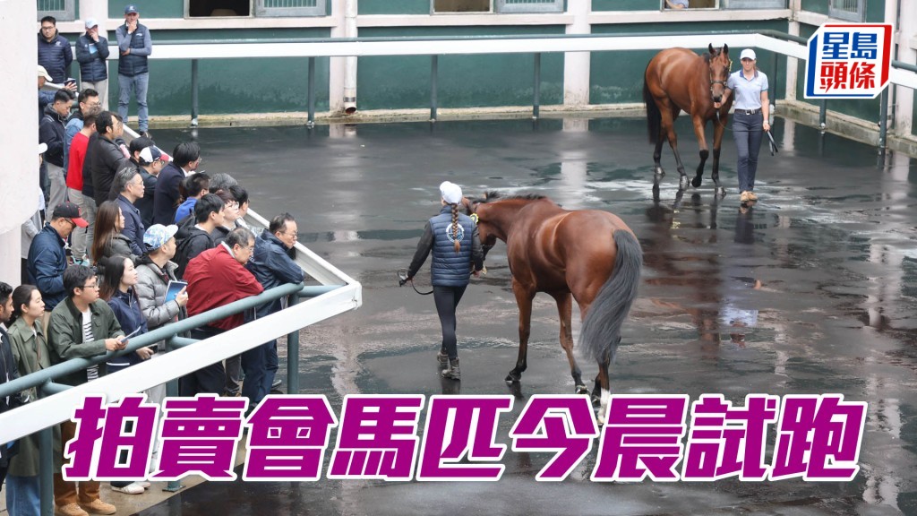 2024香港國際馬匹拍賣會馬匹，今早在沙田馬場進行試跑示範。