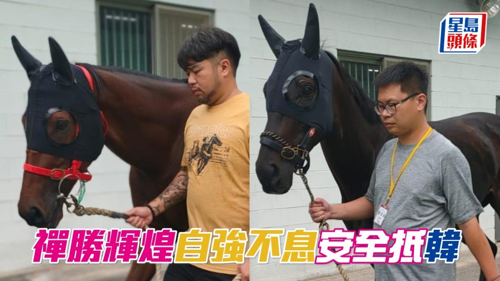 「禪勝輝煌」、「自強不息」兩匹馬已經安全抵達韓國,進入當地馬房。