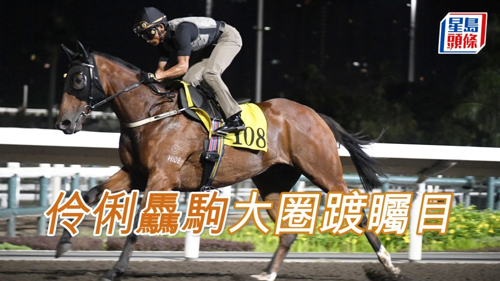 「伶俐驫駒」今朝加課大圈踱步。