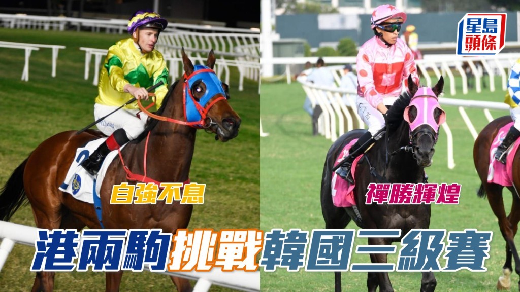 「自強不息」(左) 及「禪勝輝煌」(右) 已報跑九月韓國三級賽。