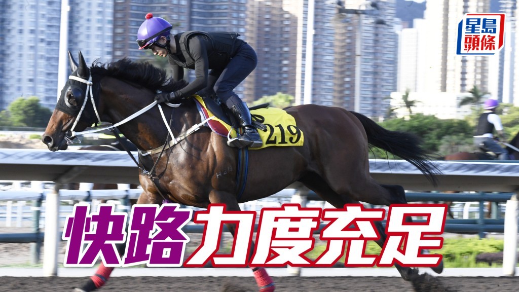 「快路」神態自若雙耳烱烱，毛色又靚上佳水準。