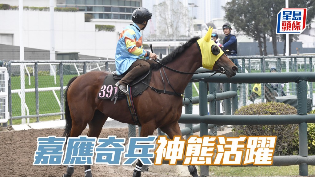 「嘉應奇兵」朝氣勃勃，馬身好壯好實淨。