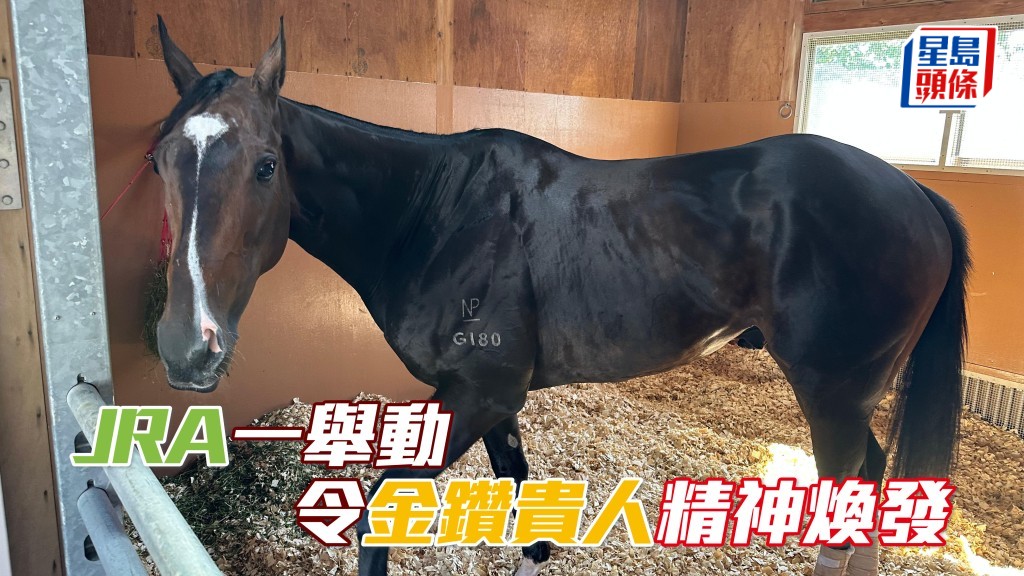 日本中央競馬會（JRA）亦從善如流，特別安排「金鑽貴人」(圖) 在馬格鋪上木糠，令牠瞓得開心。