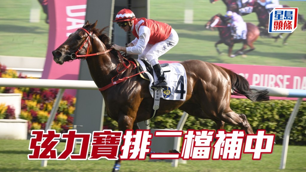 「弦力寶」排二檔，先天條件良好，今次係補中良機。
