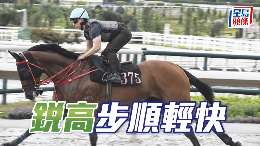 「锐高」接受操控神采奕奕，外观又靓身壮色润。